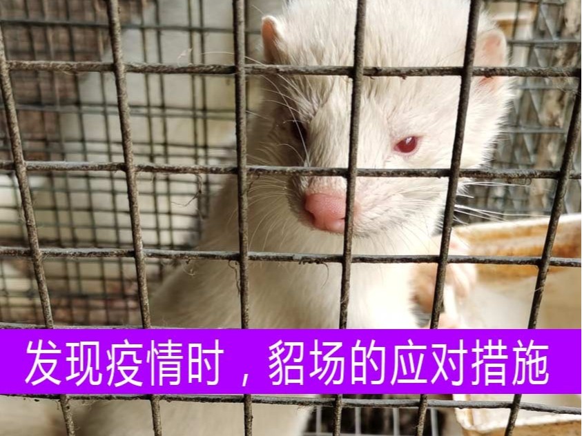 發(fā)現(xiàn)疫情時(shí)，貂場(chǎng)應(yīng)采取什么樣的應(yīng)對(duì)措施？【康地恩養(yǎng)貂】