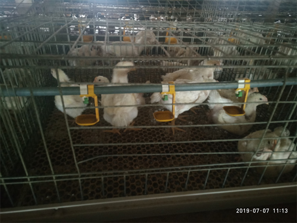 雞群瘦弱、大小不勻