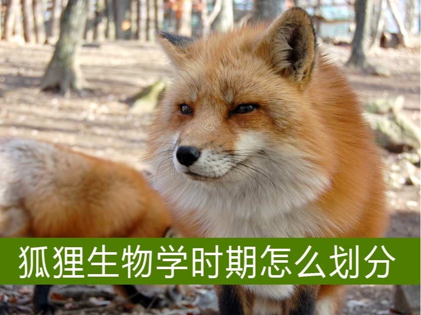 狐貍生物學時期怎么劃分？【康地恩毛皮養(yǎng)殖】