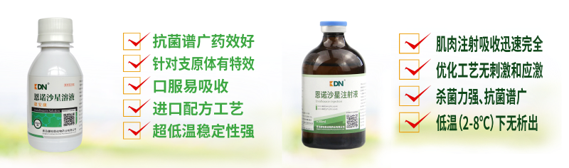 【康地恩-養(yǎng)兔】如何預(yù)防因波氏桿菌導(dǎo)致的兔呼吸道疾病