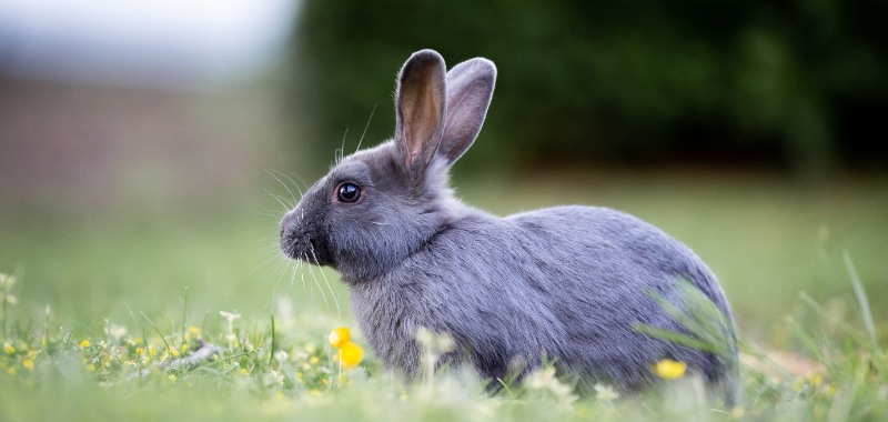 【康地恩-養(yǎng)兔】如何預(yù)防因波氏桿菌導(dǎo)致的兔呼吸道疾病