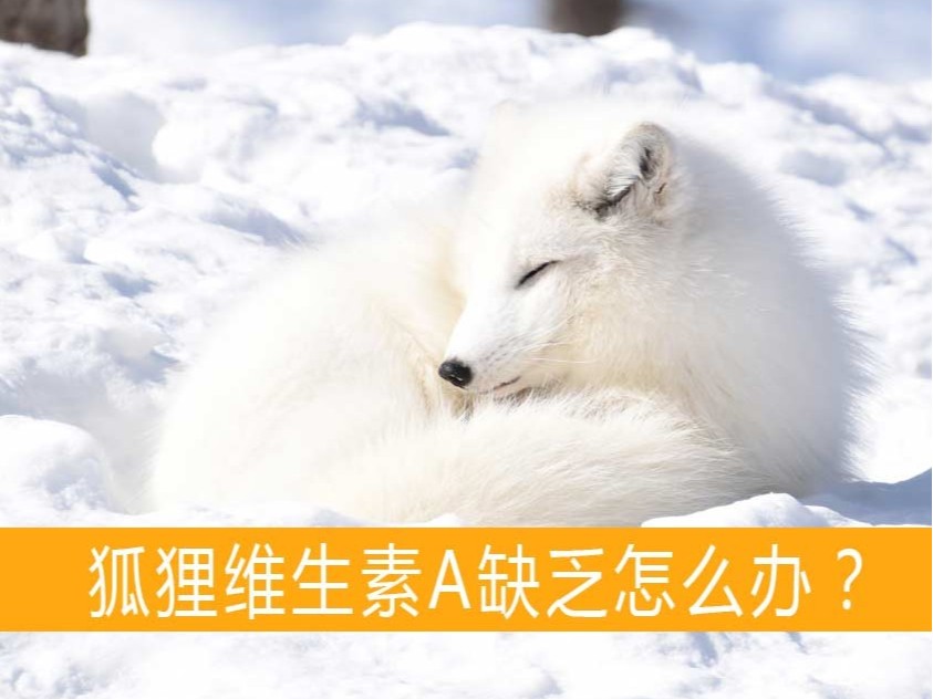 狐貍維生素A缺乏怎么辦？【康地恩貂狐貉飼養(yǎng)】