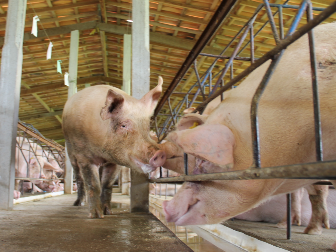 豬傳染性胸膜肺炎治療方案-康地恩