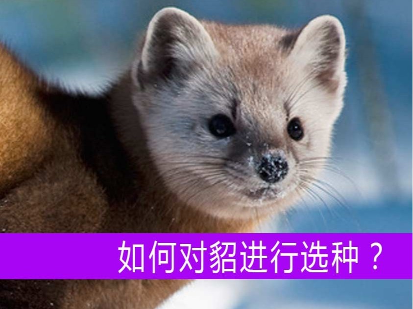 如何對貂進行選種？【康地恩毛皮動物養(yǎng)殖】