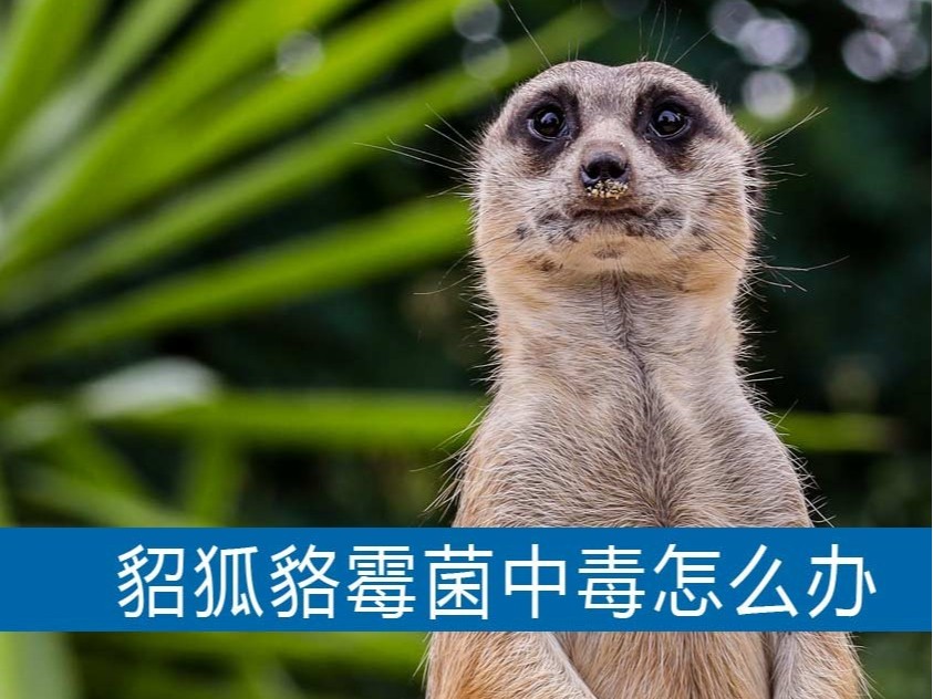 水貂狐貍貉子霉菌中毒怎么辦？【康地恩養(yǎng)貉】