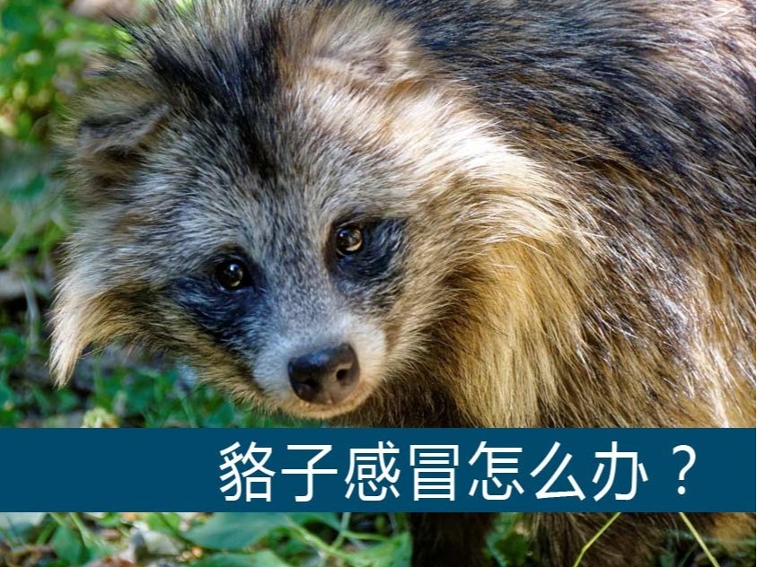 貉子感冒怎么辦？【康地恩養(yǎng)貉】