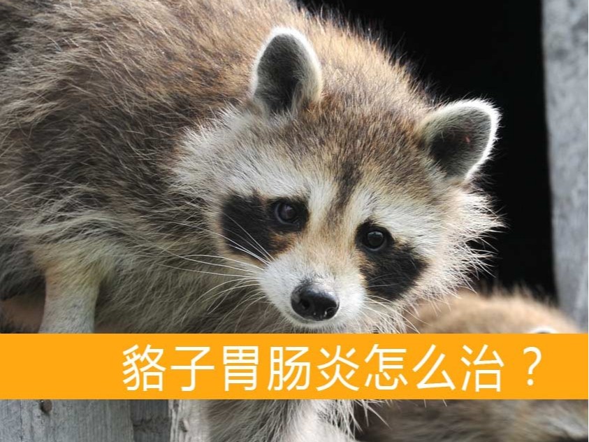貉子胃腸炎怎么治？【康地恩毛皮動物用藥批發(fā)】