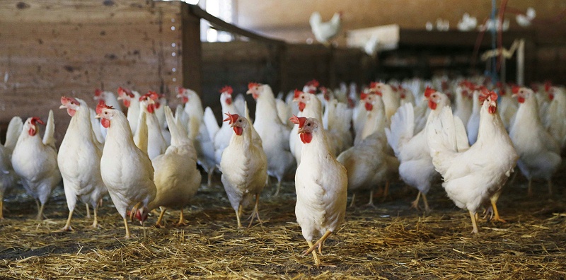 chicken-624977畜禽不同感冒類型的辯證及防治原則【康地恩百科】