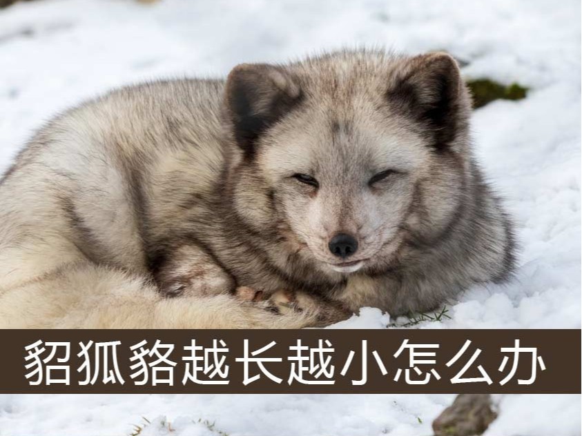 .貂、狐、貉越長(zhǎng)越小怎么辦【康地恩特養(yǎng)】