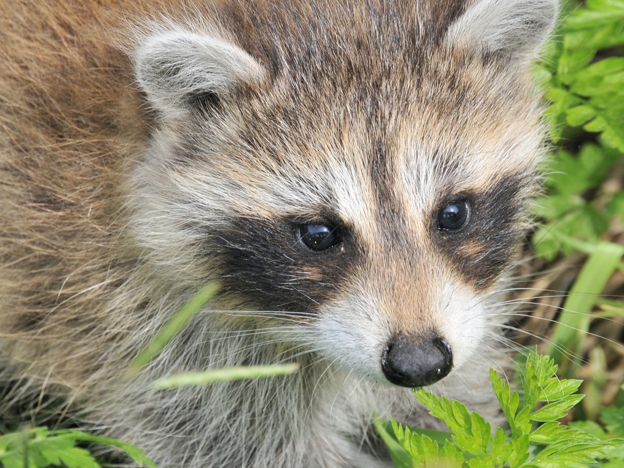 青島康地恩關(guān)于貂、狐、貉的旋毛蟲病的防治