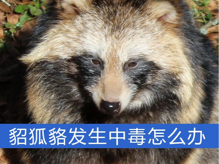 貂、狐、貉發(fā)生中毒怎么辦？【康地恩特養(yǎng)】