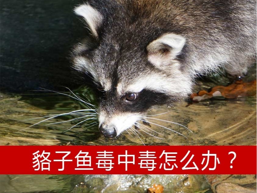 貉子魚(yú)毒中毒組胺中毒怎么辦？【康地恩養(yǎng)貉】
