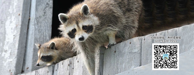 貉子感冒怎么辦？【康地恩養(yǎng)貉】