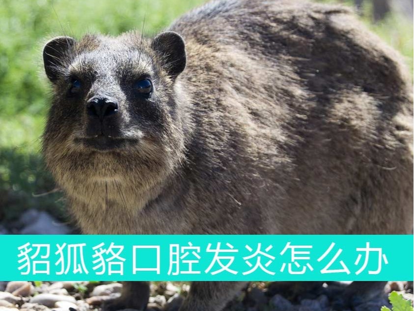 貂狐貉口腔發(fā)炎怎么辦？青島康地恩幫您忙