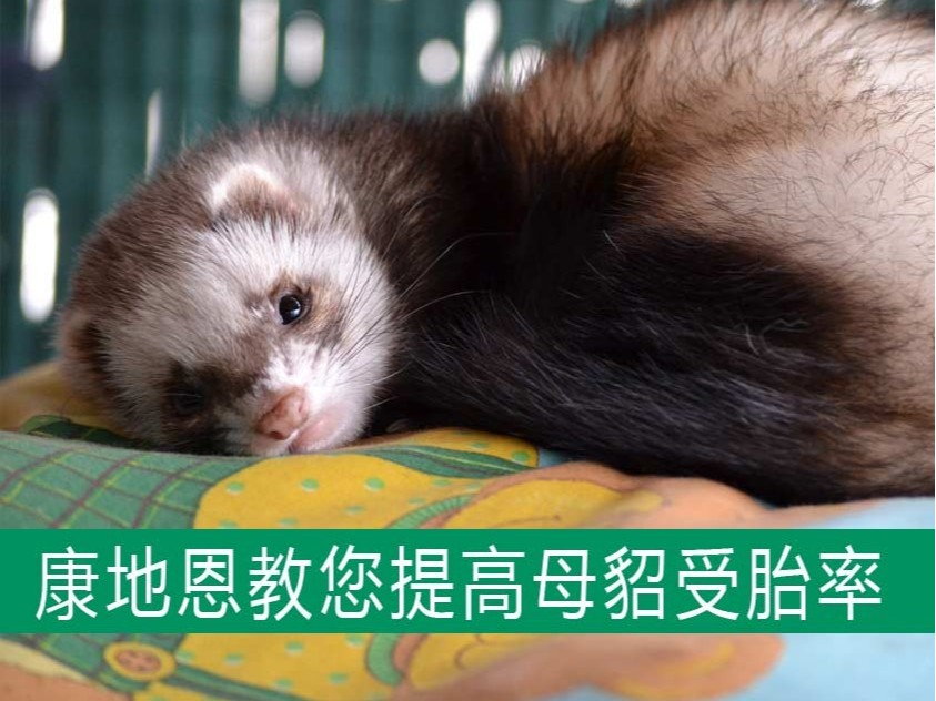 康地恩教您提高母貂受胎率，減少空懷！