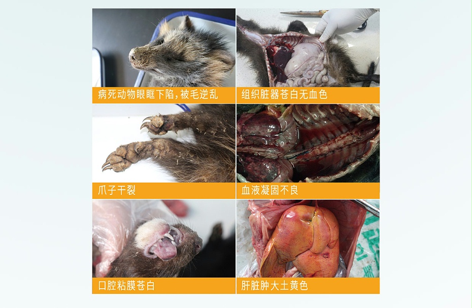 毛皮動物的血蟲病鹽酸多西環(huán)素可溶性粉青島康地恩專賣3